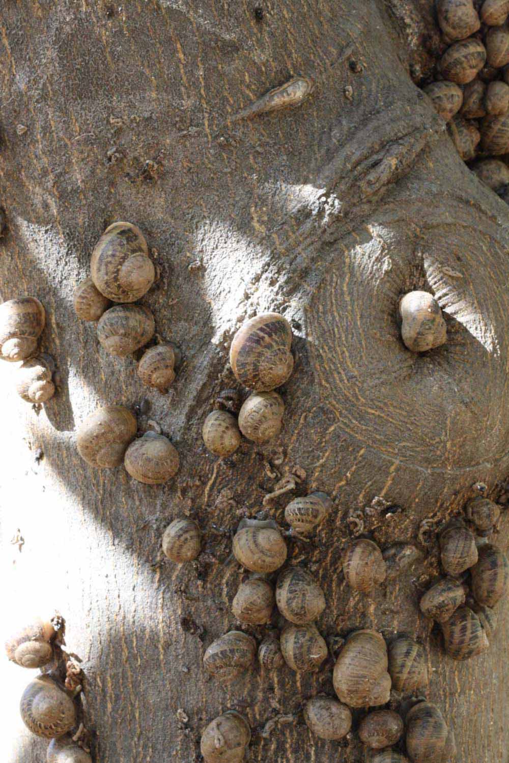            Bark (Riverside, CA)   